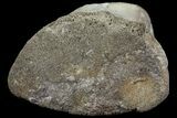 Hadrosaur Foot Bone - Alberta (Disposition #-) #100561-1